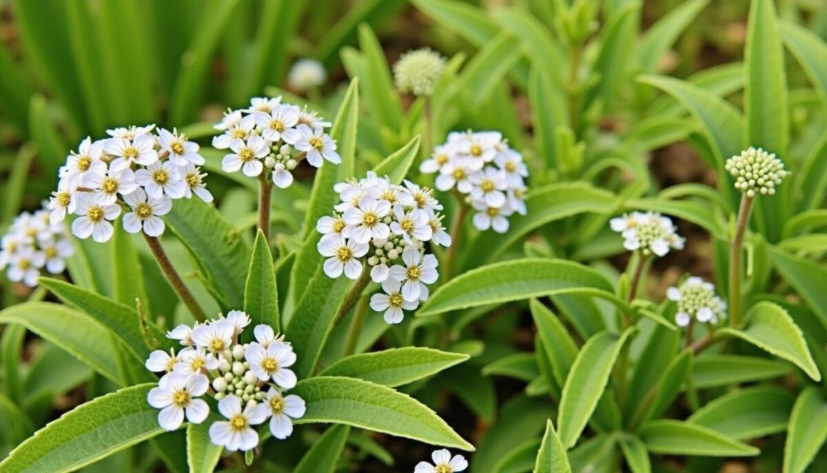 Septembre au jardin : quelles fleurs, légumes et herbes aromatiques semer ou planter ?